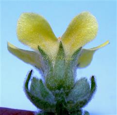  Group of 3 flowers